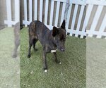 Small Photo #1 Australian Kelpie-Unknown Mix Puppy For Sale in Modesto, CA, USA
