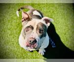 Small #1 Bullypit