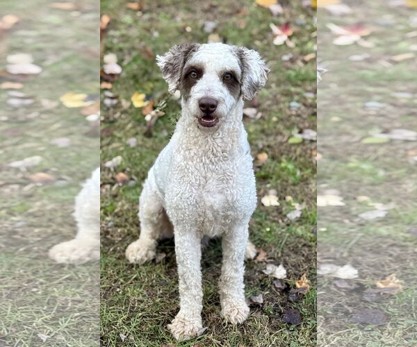 Medium Photo #4 Poodle (Standard)-Unknown Mix Puppy For Sale in Cranford, NJ, USA