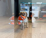 Small #1 Pug