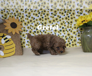 Poodle (Toy) Puppy for sale in CHANUTE, KS, USA