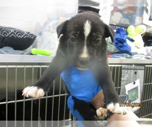 American Pit Bull Terrier-Poodle (Standard) Mix Dogs for adoption in Oklahoma City, OK, USA