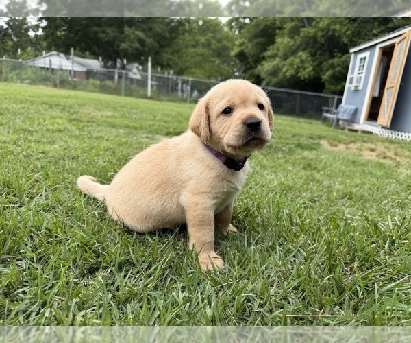 Medium Photo #6 Labrador Retriever Puppy For Sale in LIBERTY, SC, USA
