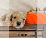 Puppy Phoebe Cavapoo