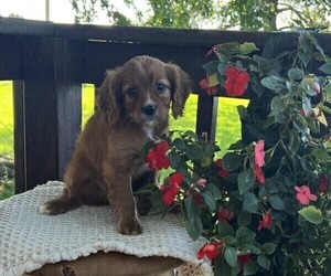 Cavapoo Puppy for sale in THORP, WI, USA