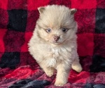 Puppy Ziggy Pomeranian