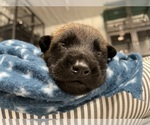 Small Photo #164 Belgian Malinois Puppy For Sale in REESEVILLE, WI, USA