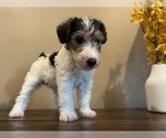 Small Photo #6 Wire Fox Terrier Puppy For Sale in FEASTERVILLE, PA, USA