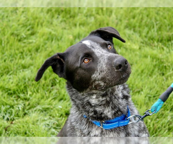 Medium Photo #5 Mutt Puppy For Sale in Martinez, CA, USA