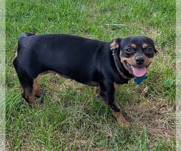 Medium Photo #4 Chihuahua-Unknown Mix Puppy For Sale in Plainfield, IL, USA
