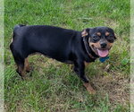 Small #3 Chihuahua Mix