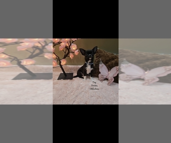 Medium Photo #5 Chihuahua Puppy For Sale in CRAFTON, PA, USA
