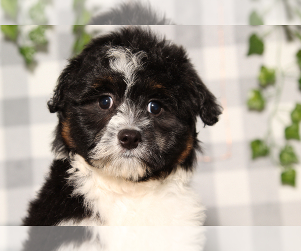 Medium Photo #1 Aussie-Poo Puppy For Sale in MARIETTA, GA, USA