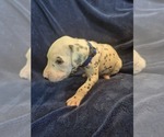 Small #1 Dalmatian