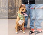 Small #33 American Staffordshire Terrier-German Shepherd Dog Mix