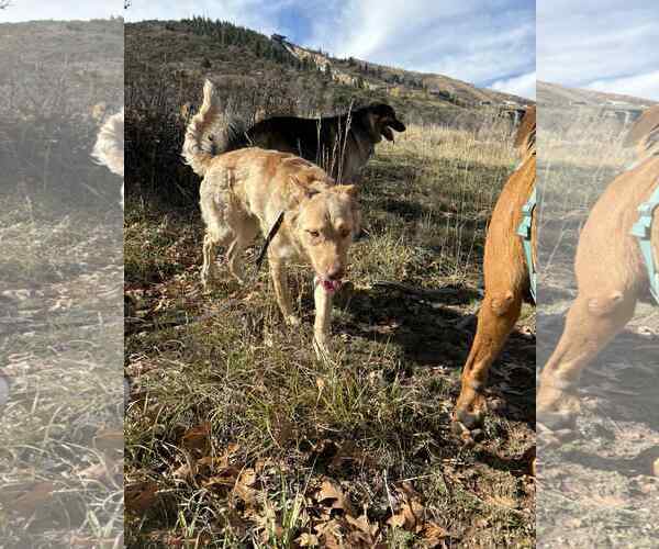 Medium Photo #8 Retriever -Unknown Mix Puppy For Sale in Sandy, UT, USA