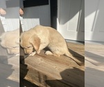 Small #5 Golden Retriever