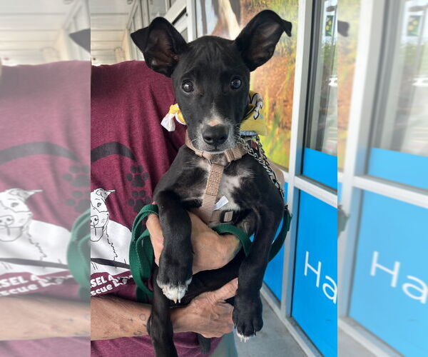 Medium Photo #6 Mutt Puppy For Sale in Lawrenceville, NJ, USA