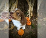 Small Photo #4 Australian Shepherd Puppy For Sale in HUME, MO, USA