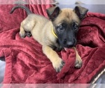 Small Photo #13 Belgian Malinois Puppy For Sale in REESEVILLE, WI, USA