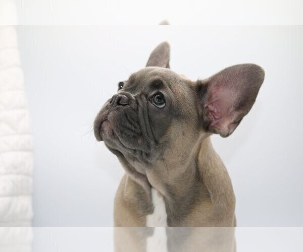 Medium Photo #3 French Bulldog Puppy For Sale in DULUTH, GA, USA