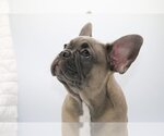 Small Photo #3 French Bulldog Puppy For Sale in DULUTH, GA, USA