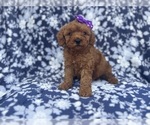 Small #5 Cavapoo