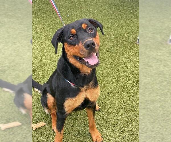 Medium Photo #1 Rottweiler Puppy For Sale in Fayetteville, NC, USA