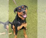 Small Rottweiler
