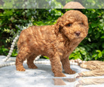 Small Photo #13 Goldendoodle (Miniature) Puppy For Sale in BERNE, IN, USA