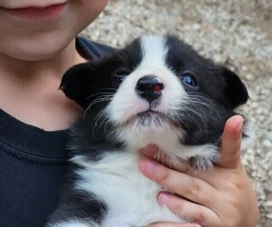 Border Collie Puppy for sale in COLUMBIA, TN, USA