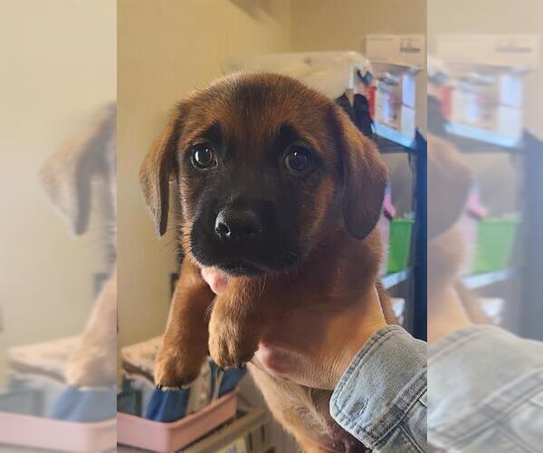 Medium Photo #1 Dachshund-Unknown Mix Puppy For Sale in San Antonio, TX, USA