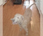 Small Labrador Retriever Mix