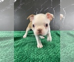 Puppy Gandalf AKC Boston Terrier
