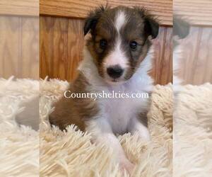 Shetland Sheepdog Puppy for sale in GRAFTON, OH, USA