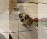 Small Photo #8 Bulldog Puppy For Sale in SPRING HILL, FL, USA
