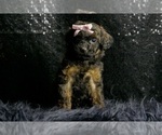Small #7 Poodle (Toy)
