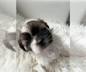 Shih Tzu Puppy for sale in WASHINGTON, DC, USA