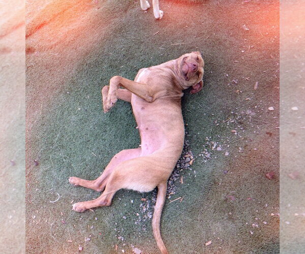 Medium Photo #5 Mutt Puppy For Sale in garner, NC, USA