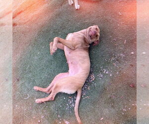 Caroline - Female Mutt Dog for Adoption - Photo #5