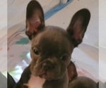 Small Photo #3 French Bulldog Puppy For Sale in FAYETTEVILLE, NC, USA