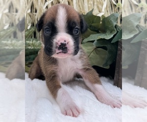 Boxer Puppy for sale in PAWNEE CITY, NE, USA