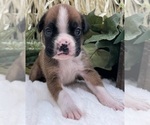 Image preview for Ad Listing. Nickname: AKC Cammi