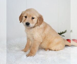 Golden Retriever Puppy for sale in NEWPORT, PA, USA