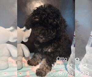 Poodle (Toy) Puppy for sale in KYLE, TX, USA