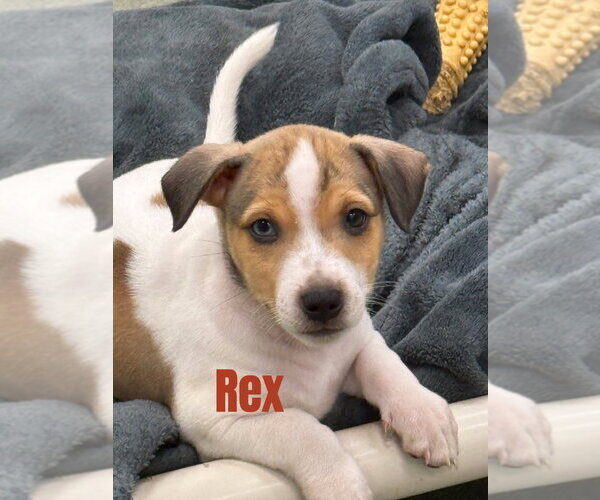 Medium Photo #1 Mutt Puppy For Sale in South Bend, IN, USA