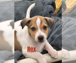 Mutt Dogs for adoption in South Bend, IN, USA