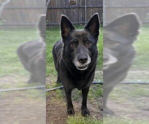 Australian Kelpie-Unknown Mix Dogs for adoption in Grand Prairie, TX, USA