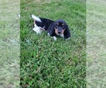 Small #4 Basset Hound