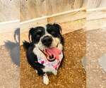 Small #8 Australian Shepherd Mix